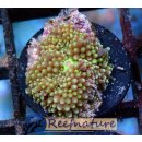 Ricordea grün (pro Polyp)