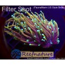 Euphyllia glabrescens Indo Dragon Soul Torch, 3 heads not...
